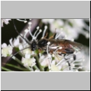 Craesus alniastri - Blattwespe w01d 8mm - OS-Hellern Wiese det06.jpg
